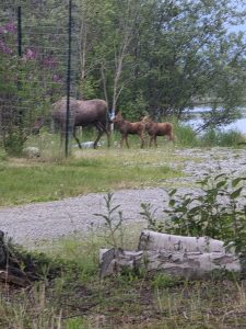 Alaska Moose family in Alaska.