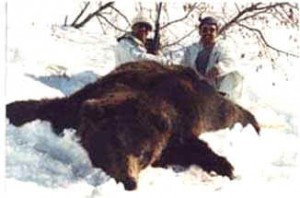 Alaska Bear Hunts - Hunt Specials